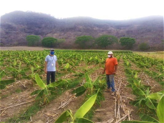 Los productores de Kolping Honduras siguen adelante en sus proyectos para garantizar la seguridad alimentaria durante la presente emergencia sanitaria del COVID-19. COVID-19